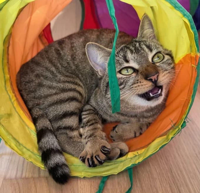 Sakura, female Mixed Breed Cat for adoption at Katzenfreunde Schweiz, Katzenfreunde photo 4