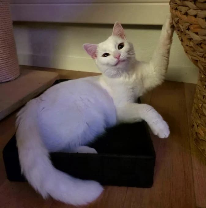 Sakura, female Mixed Breed Cat for adoption at Katzenfreunde Schweiz, Katzenfreunde photo 5