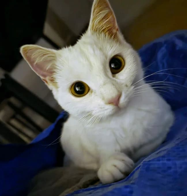 Sakura, female Mixed Breed Cat for adoption at Katzenfreunde Schweiz, Katzenfreunde photo 6