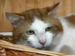 Winnetou, Mixed Breed (Katzenheim Arche)