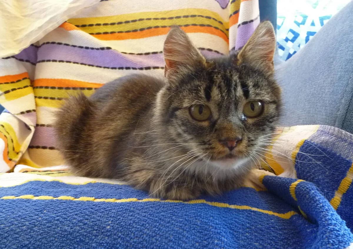 Luca, Getigert mit weiss, Halblanghaar female 5yo Mixed Breed for adoption at Katzenhilfe Bern, Katzenhilfe Bern