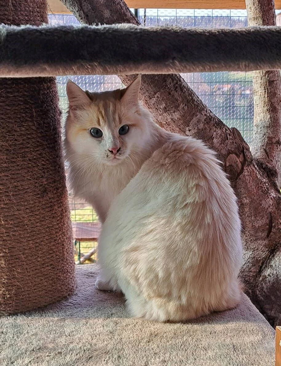 Masha, Weiss mit hellroten Streifen, Halblanghaar female 3yo Mixed Breed for adoption at Katzenhilfe Bern, Katzenhilfe Bern