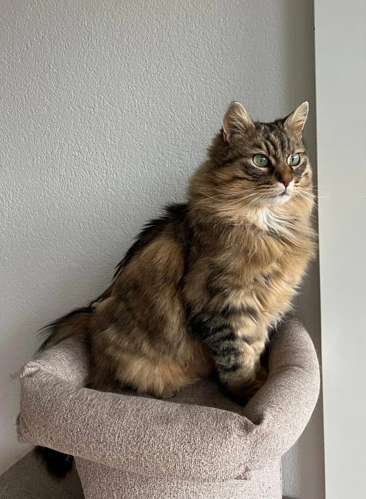 Nalo, Braun getigert, Langhaar male 5yo Mixed Breed for adoption at Katzenhilfe Bern, Katzenhilfe Bern