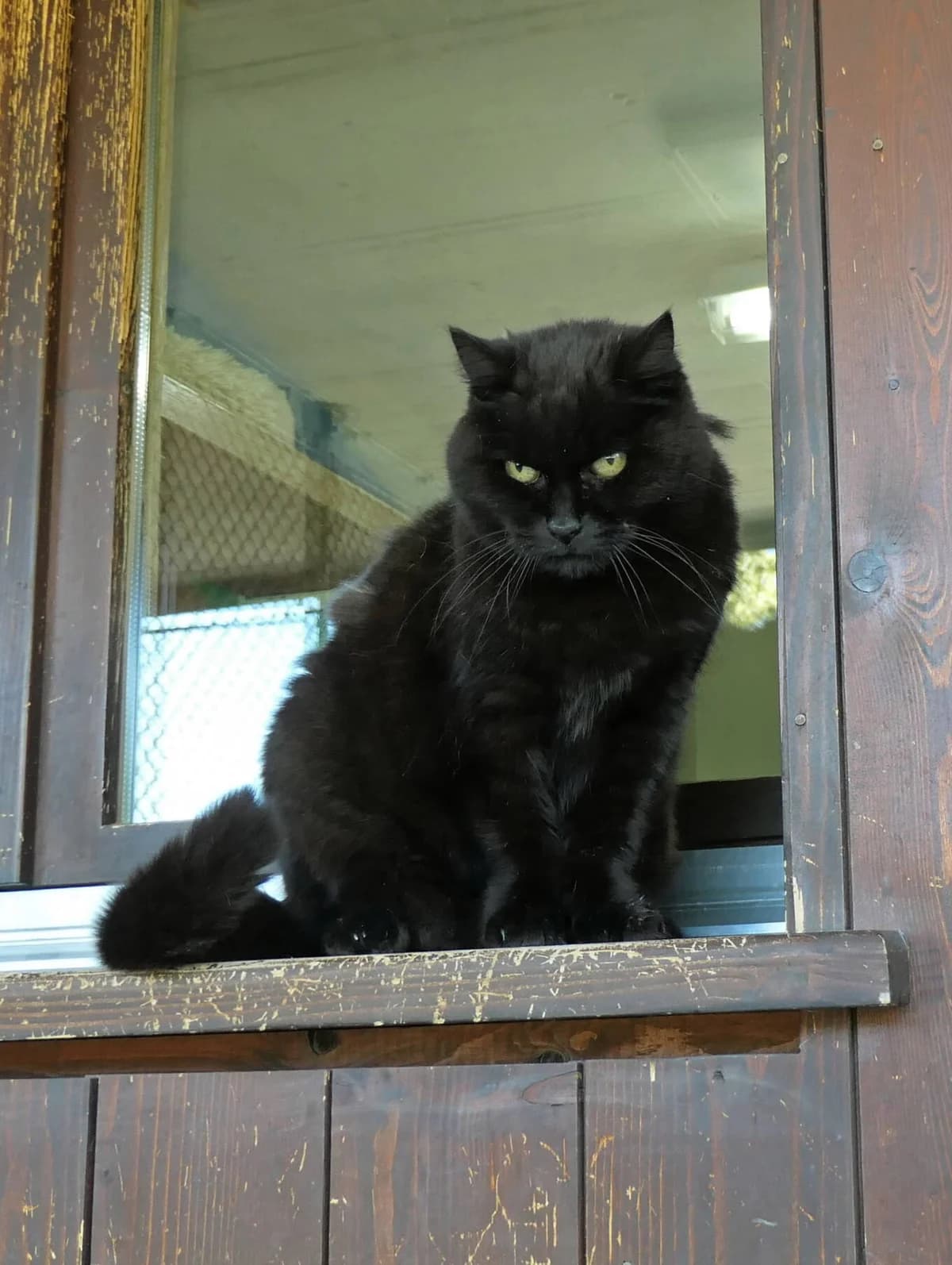 Nora, Schwarz female senior Mixed Breed for adoption at Katzenhilfe Bern, Katzenhilfe Bern