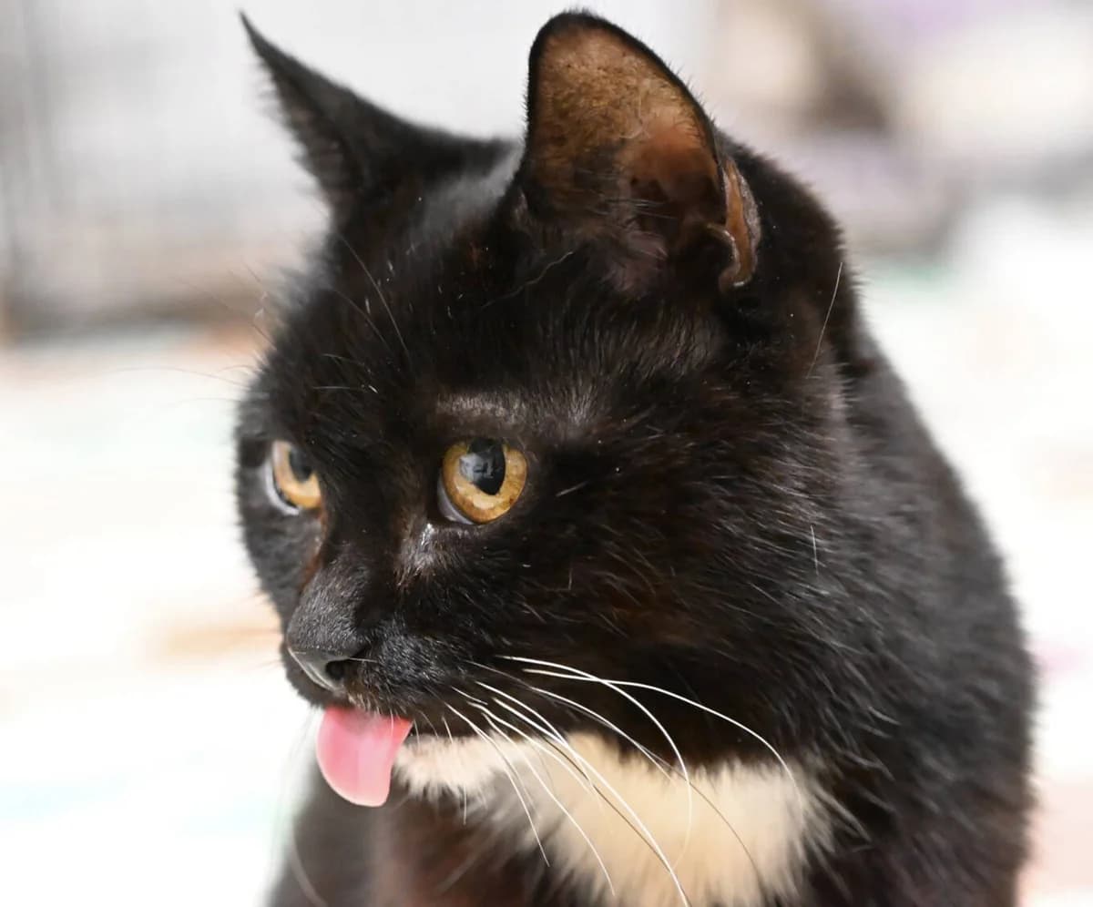 Nova, Schwarz mit wenig weiss female senior Mixed Breed for adoption at Katzenhilfe Bern, Katzenhilfe Bern