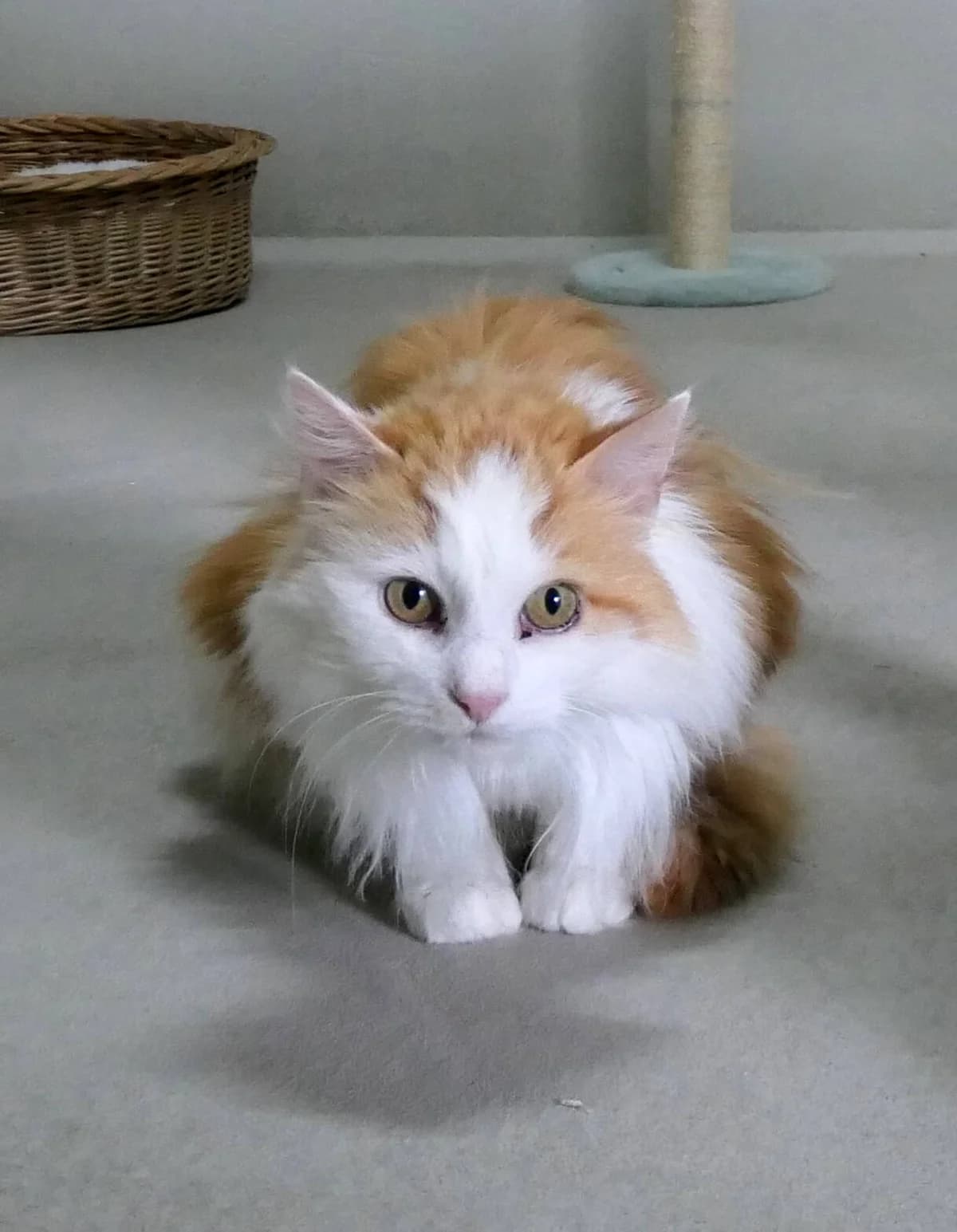 Röteler, Rot-weiss, Langhaar male senior Mixed Breed for adoption at Katzenhilfe Bern, Katzenhilfe Bern