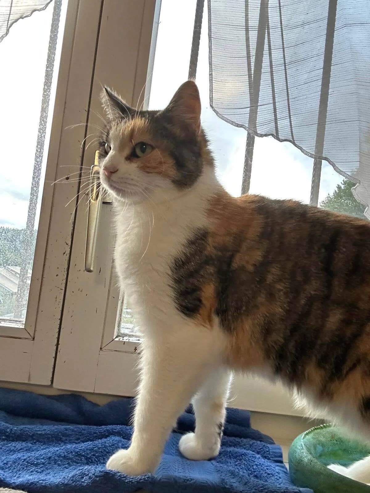 Sophia, Tricolor female 5yo Mixed Breed for adoption at Katzenhilfe Bern, Katzenhilfe Bern