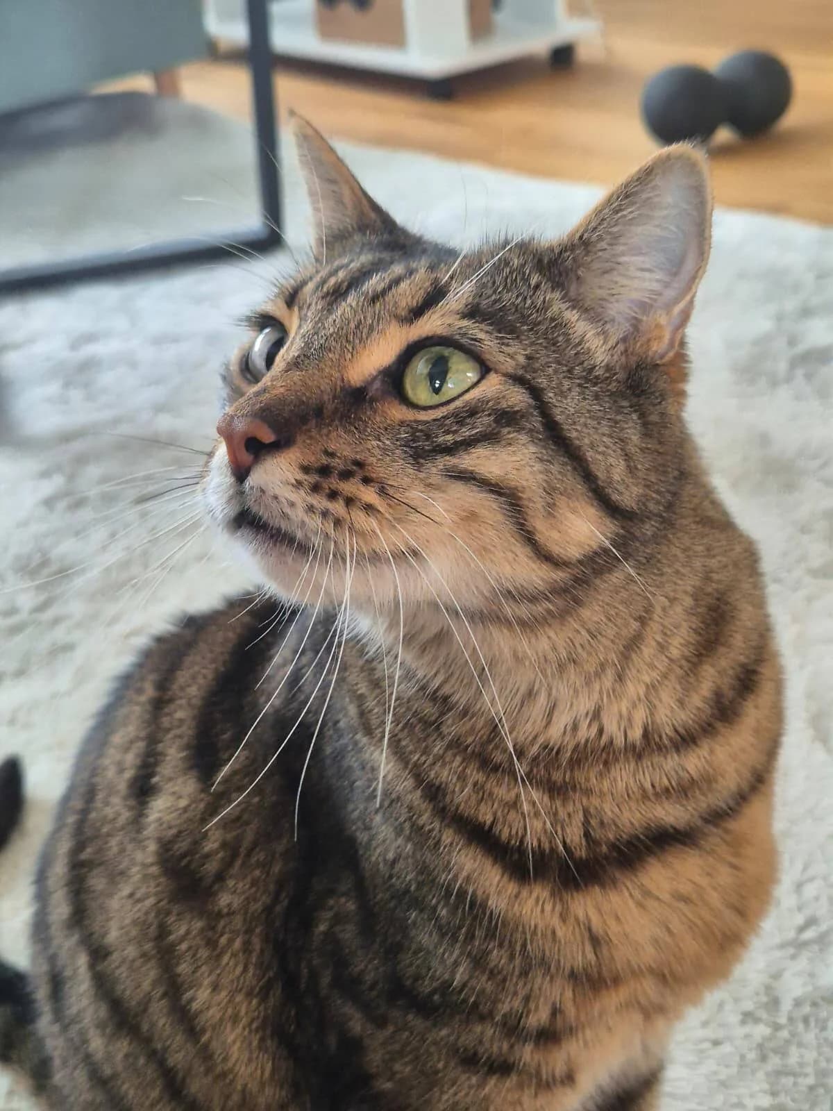 Timmy, Braun getigert male senior Mixed Breed for adoption at Katzenhilfe Bern, Katzenhilfe Bern