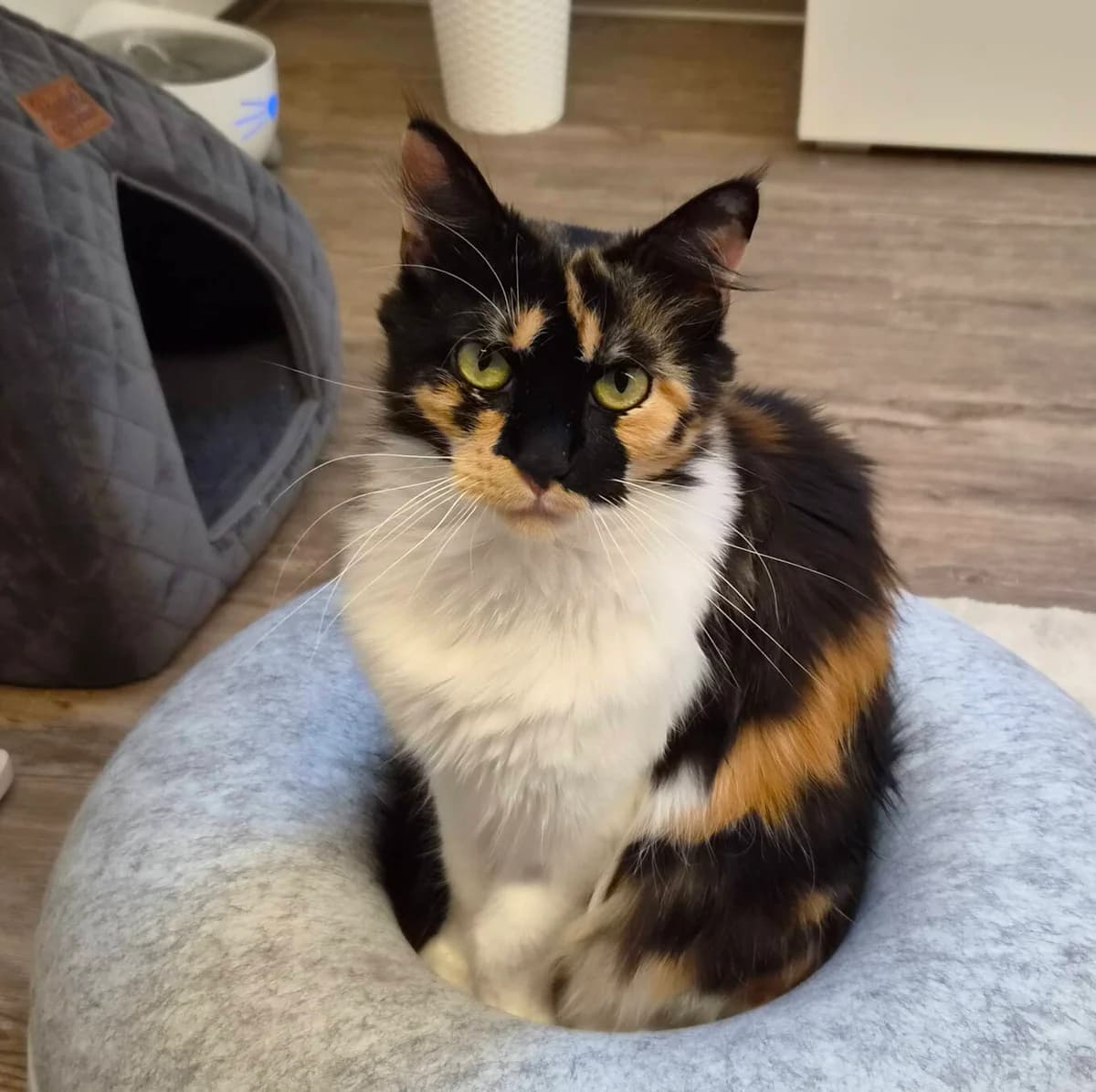 Yara, Tricolor female young Mixed Breed for adoption at Katzenhilfe Bern, Katzenhilfe Bern