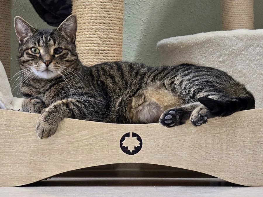 Lenny, getigert male senior Mixed Breed Cat for adoption at Katzenhaus Schaffhausen, Neuhausen am Rheinfall