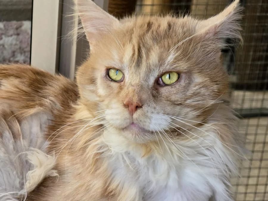 Mr. Burns, creme male 6yo Maine Coon for adoption at Katzenhaus Schaffhausen, Neuhausen am Rheinfall