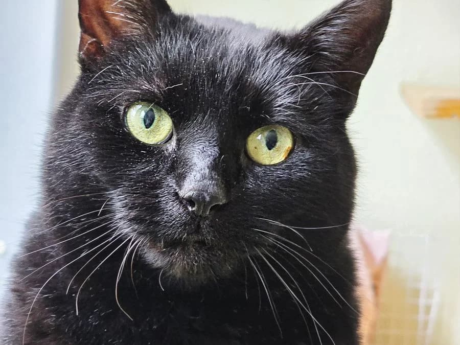 Neo, schwarz male 6yo Mixed Breed Cat for adoption at Katzenhaus Schaffhausen, Neuhausen am Rheinfall