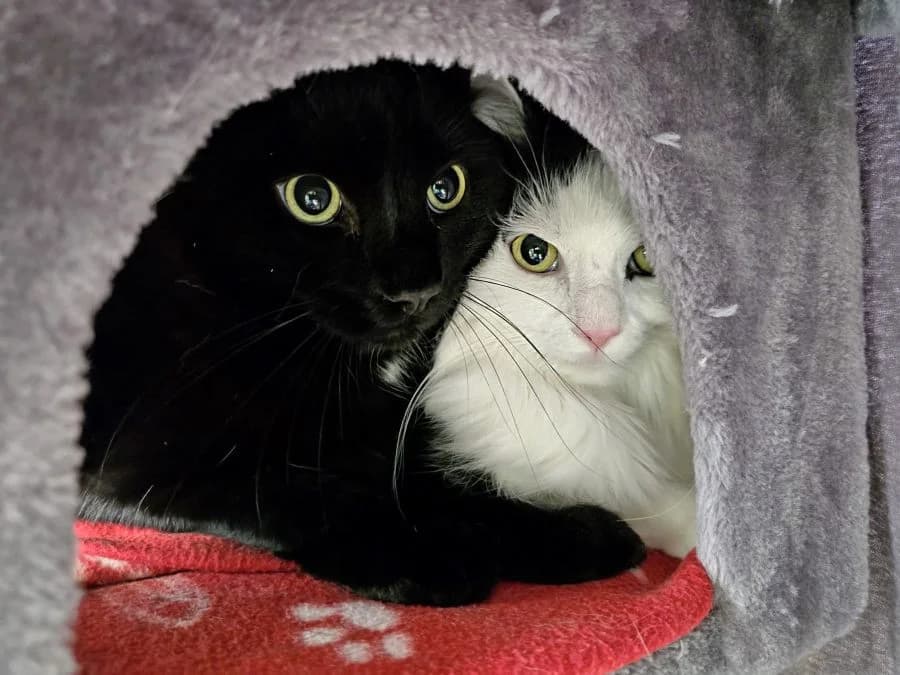 Ronja & Simba, schwarz male 4yo Mixed Breed Cat for adoption at Katzenhaus Schaffhausen, Neuhausen am Rheinfall