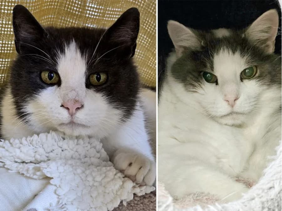 Otto & Waldi, grau male senior Mixed Breed Cat for adoption at Katzenhaus Schaffhausen, Neuhausen am Rheinfall