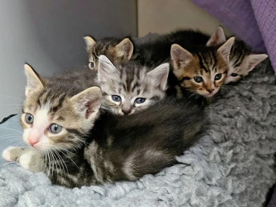 Fünf Kitten ***ALLE SIND RESERVIERT***, male puppy Mixed Breed Cat for adoption at Katzenhaus Schaffhausen, Neuhausen am Rheinfall