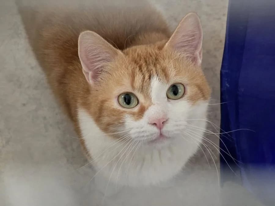 14 Katzen (nur noch 4 suchen ein Zuhause), male 4yo Mixed Breed Cat for adoption at Katzenhaus Schaffhausen, Neuhausen am Rheinfall