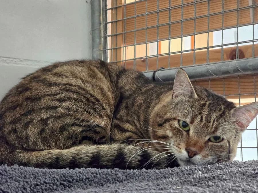 Cayo (NOTFALL), getigert male 3yo Mixed Breed Cat for adoption at Katzenhaus Schaffhausen, Neuhausen am Rheinfall