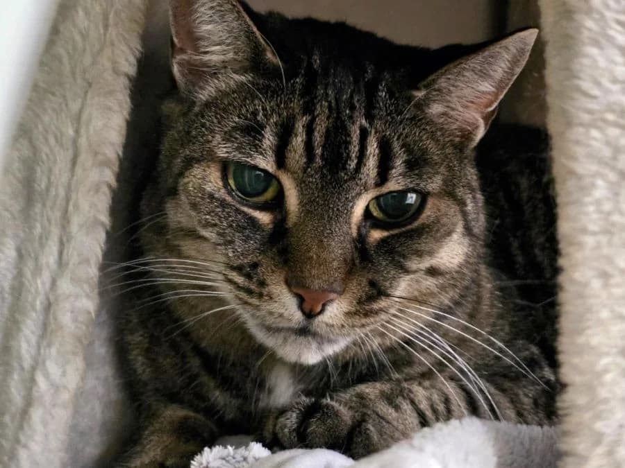 Daisy, getigert female senior Mixed Breed Cat for adoption at Katzenhaus Schaffhausen, Neuhausen am Rheinfall