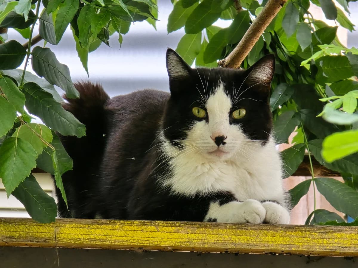 Tila & Juno, male 3yo Mixed Breed Cat for adoption at Katzenhaus Schaffhausen, Neuhausen am Rheinfall