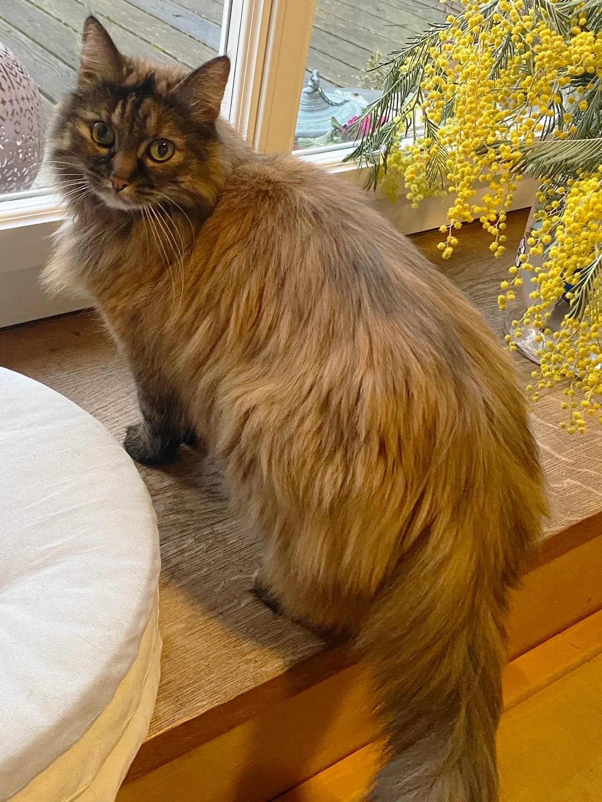 Bella (DIREKTVERMITTLUNG), getigert female senior Mixed Breed Cat for adoption at Katzenhaus Schaffhausen, Neuhausen am Rheinfall