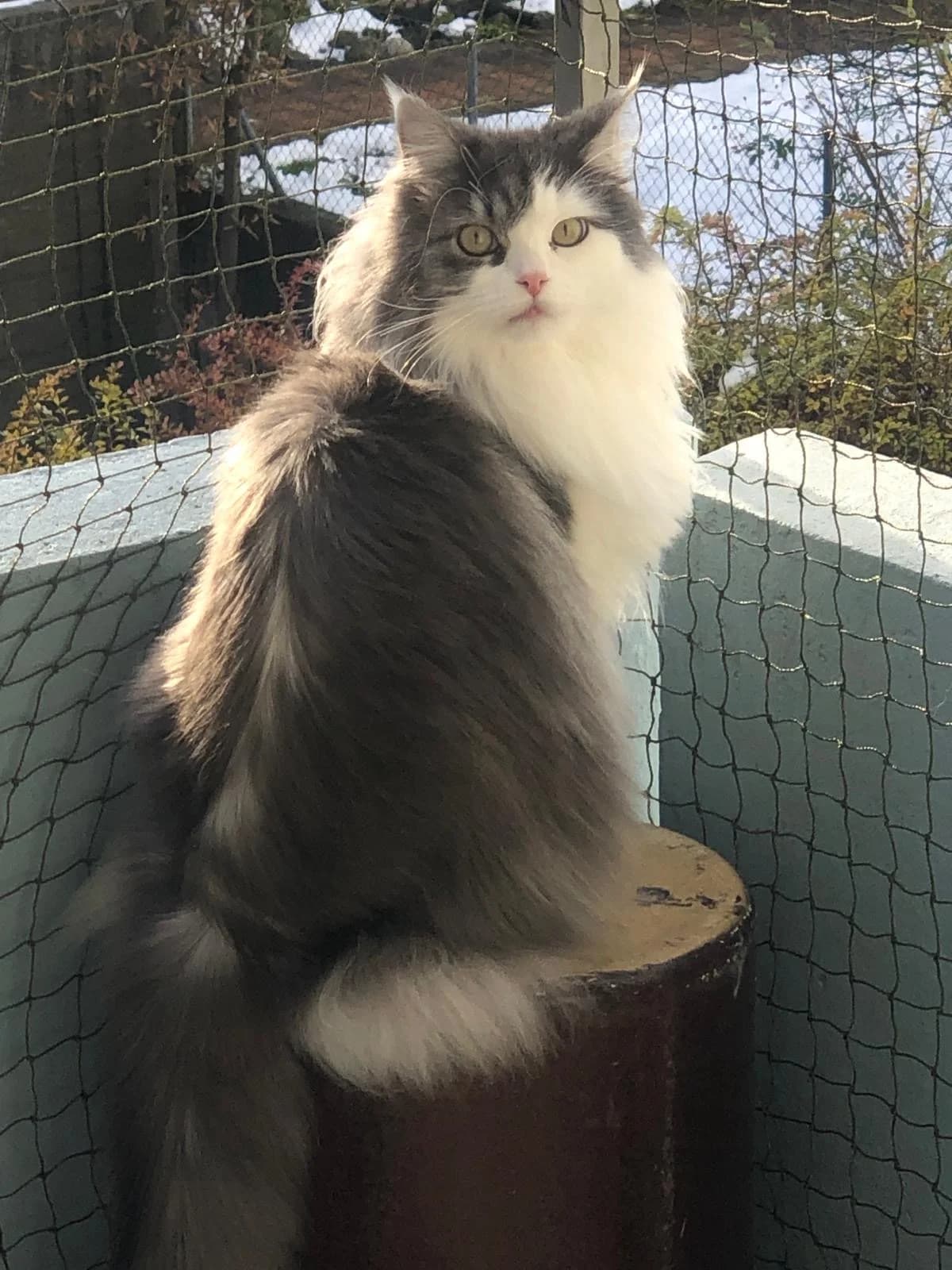 Mia (DIREKTVERMITTLUNG), female senior mixed breed for adoption at Katzenhaus Schaffhausen, Neuhausen am Rheinfall