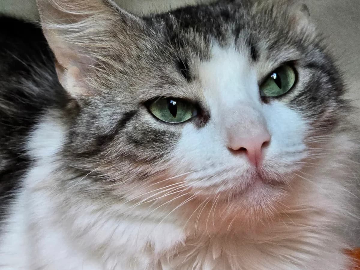 Gloria, getigert female 4yo Mixed Breed Cat for adoption at Katzenhaus Schaffhausen, Neuhausen am Rheinfall