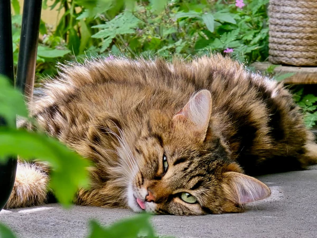 Laika, female young Mixed Breed Cat for adoption at Katzenhaus Schaffhausen, Neuhausen am Rheinfall