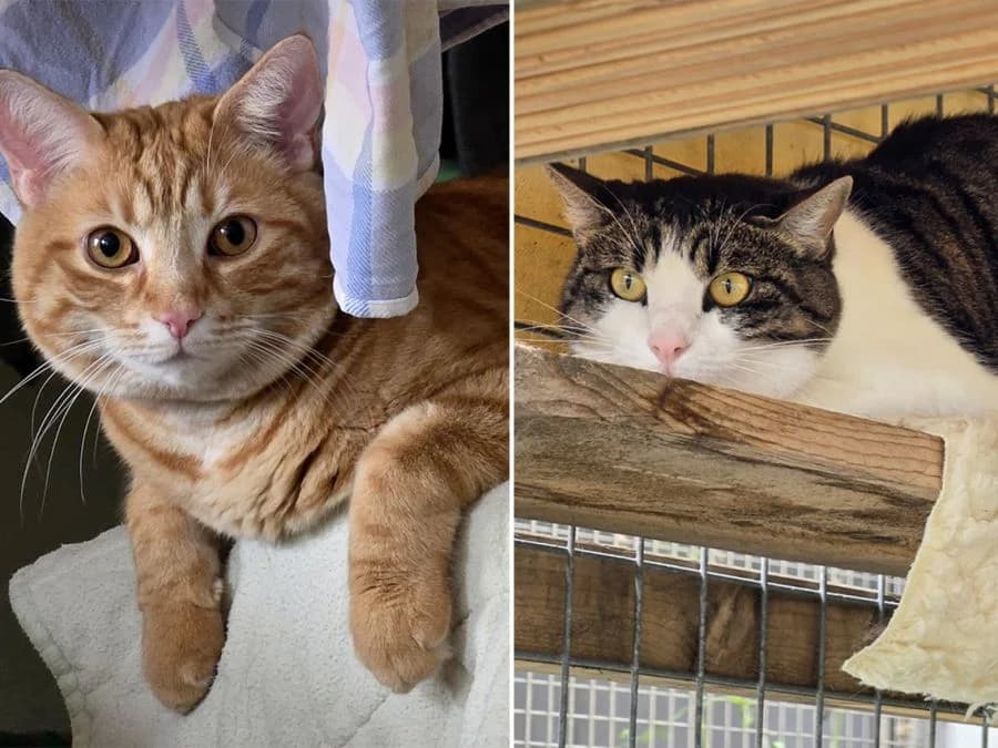 Findus & Nudle, male 4yo Mixed Breed Cat for adoption at Katzenhaus Schaffhausen, Neuhausen am Rheinfall