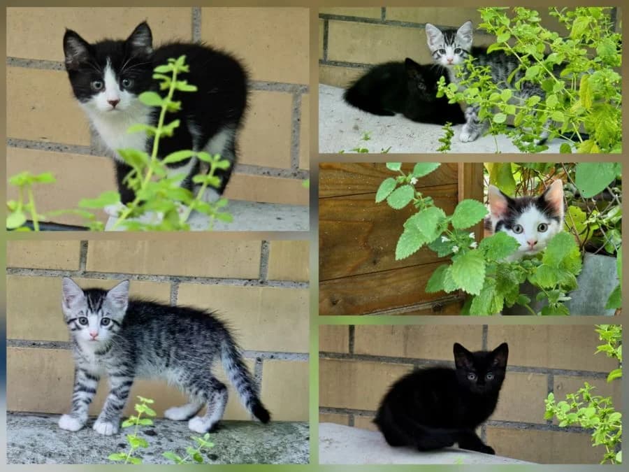 9 Kitten (Paarweise abzugeben), male Mixed Breed Cat for adoption at Katzenhaus Schaffhausen, Neuhausen am Rheinfall