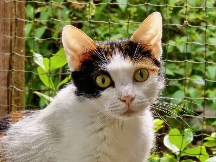 Chibiusa (Chibi), female Mixed Breed Cat for adoption at Katzenhaus Schaffhausen, Neuhausen am Rheinfall