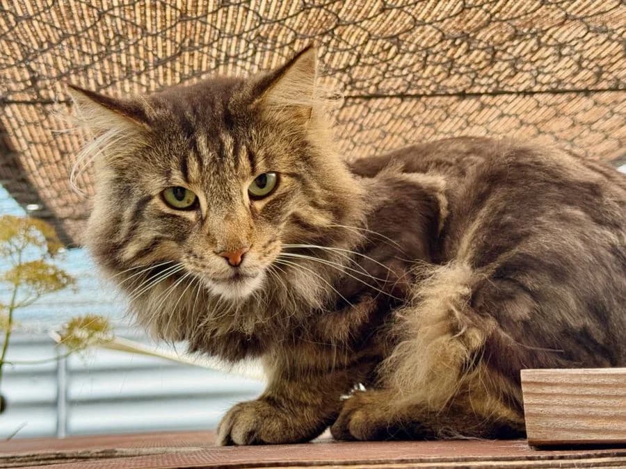 Fjell, male Norwegian Forest Cat for adoption at Katzenhaus Schaffhausen, Neuhausen am Rheinfall