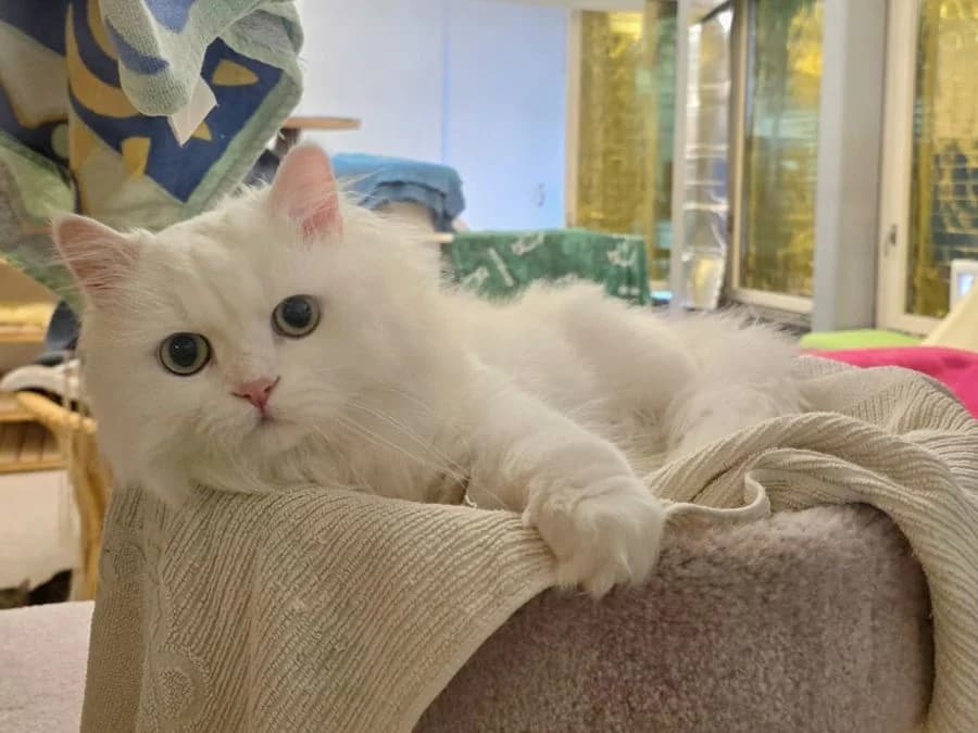 Pamuk (RESERVIERT), male 3yo Persian for adoption at Katzenhaus Schaffhausen, Neuhausen am Rheinfall