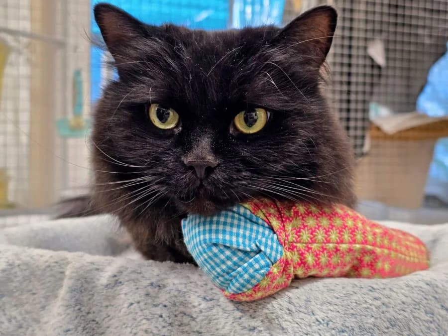 Liun, male 7yo Persian for adoption at Katzenhaus Schaffhausen, Neuhausen am Rheinfall