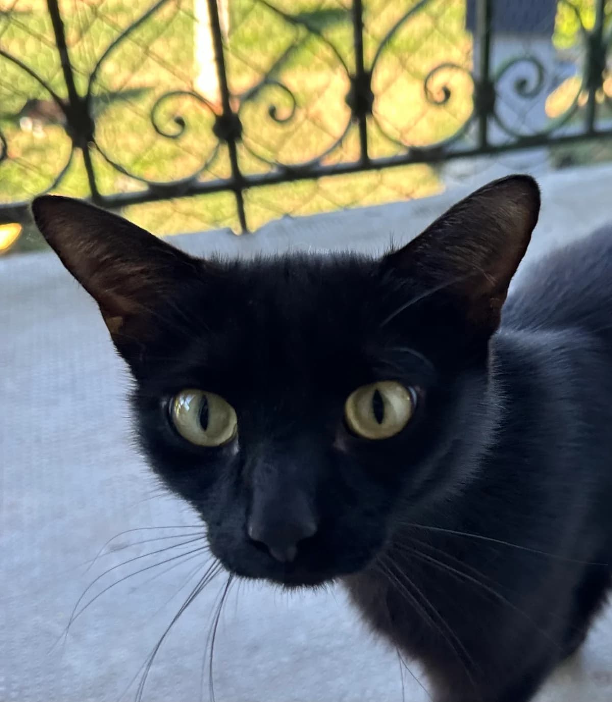 Access,  3yo Mixed Breed for adoption at Ligue Vaudoise pour la Défense des Animaux — La Maison des Chats