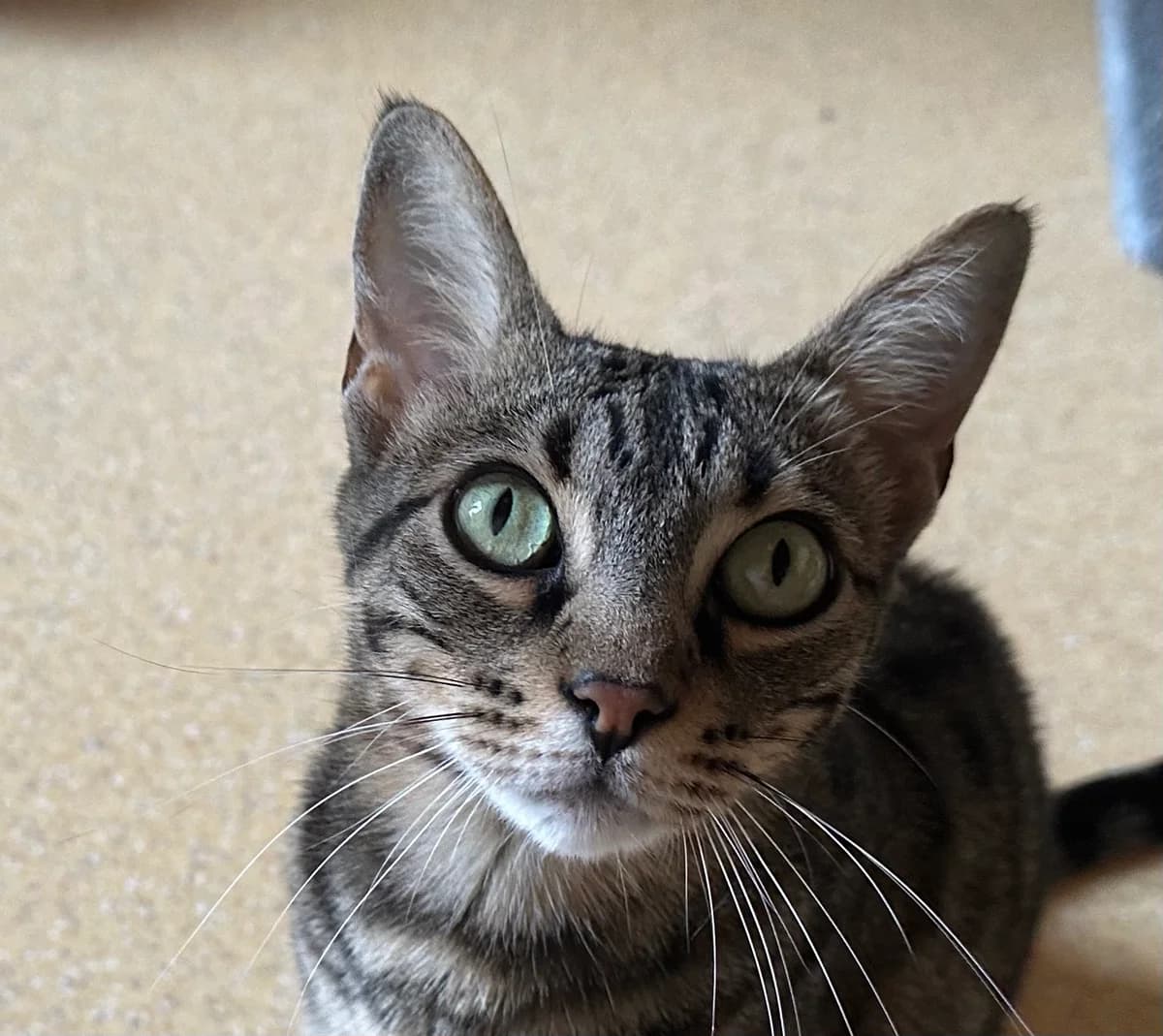 Athos, male senior Mixed Breed for adoption at Ligue Vaudoise pour la Défense des Animaux — La Maison des Chats