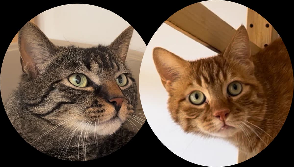 Beerus et Champa,  3yo Mixed Breed for adoption at Ligue Vaudoise pour la Défense des Animaux — La Maison des Chats