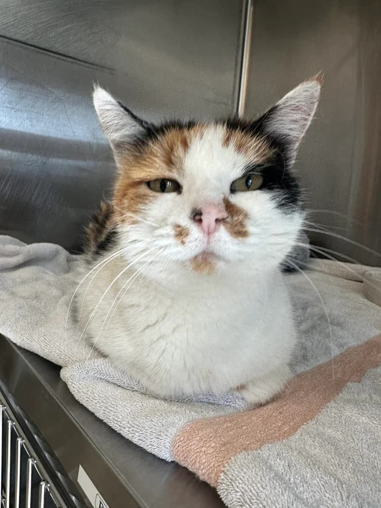 Bûchette, female Mixed Breed for adoption at Ligue Vaudoise pour la Défense des Animaux — La Maison des Chats