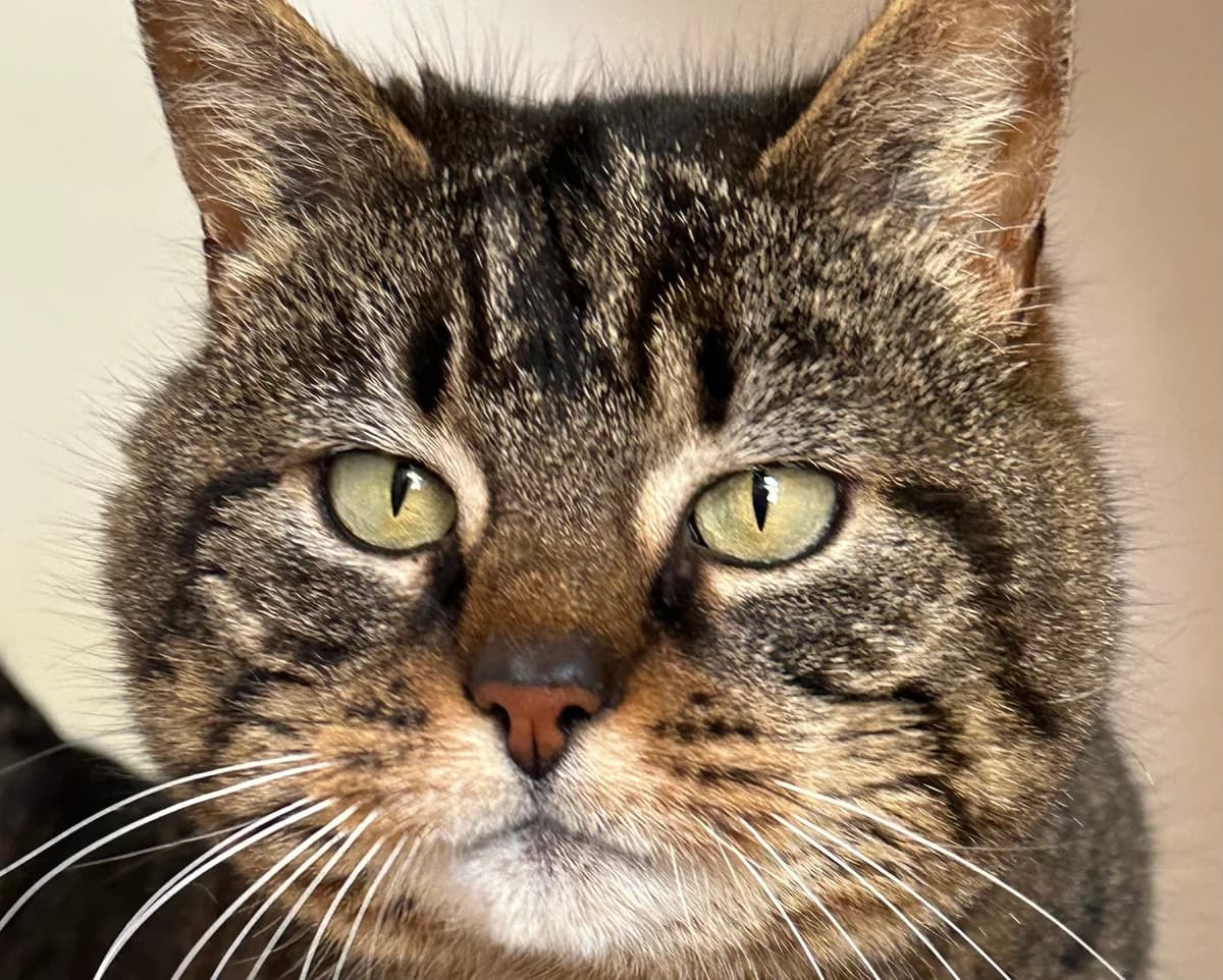 Cali, Mixed Breed (Ligue Vaudoise pour la Défense des Animaux — La Maison des Chats)
