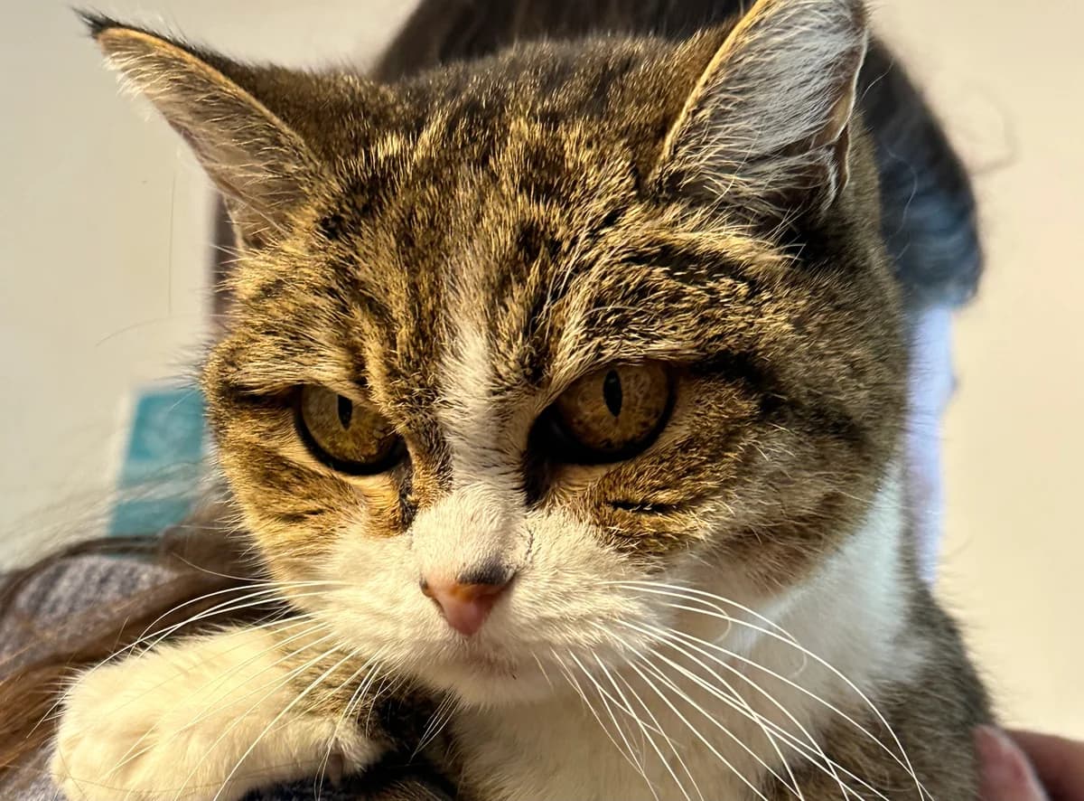 Charlotte, female senior Mixed Breed for adoption at Ligue Vaudoise pour la Défense des Animaux — La Maison des Chats