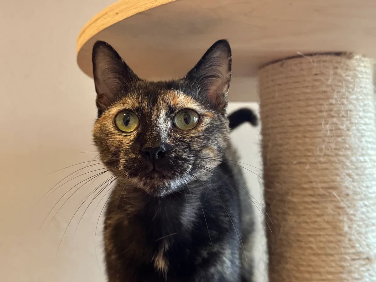 Croquette, female young Mixed Breed for adoption at Ligue Vaudoise pour la Défense des Animaux — La Maison des Chats