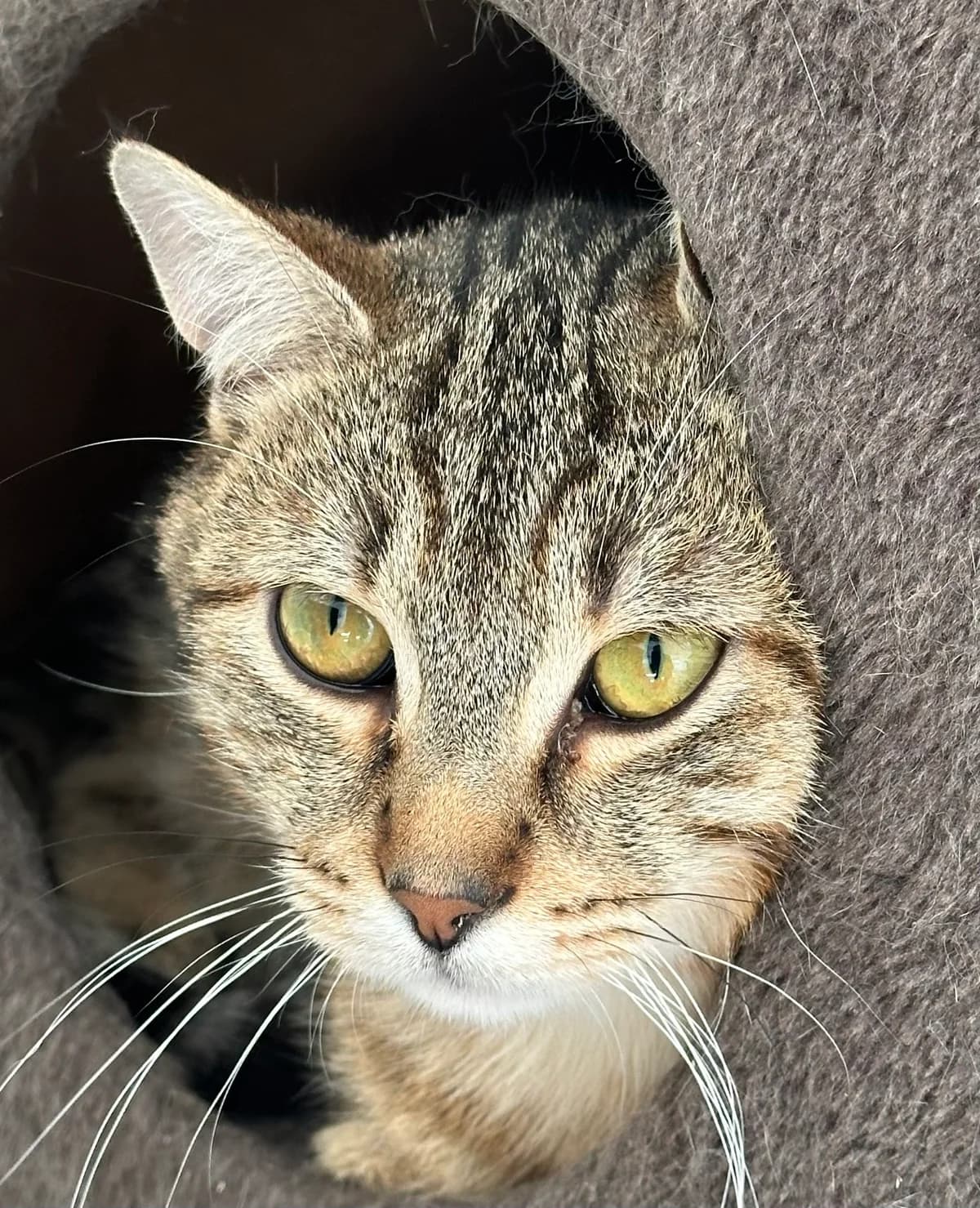 Dubai, male young Mixed Breed for adoption at Ligue Vaudoise pour la Défense des Animaux — La Maison des Chats