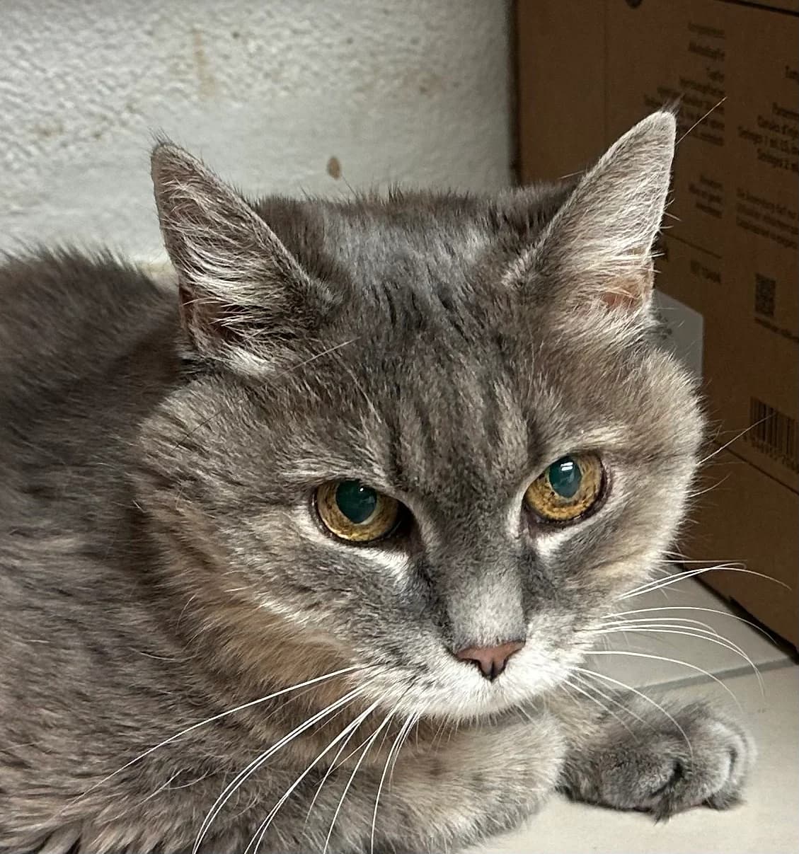 Elfy, female senior Mixed Breed for adoption at Ligue Vaudoise pour la Défense des Animaux — La Maison des Chats