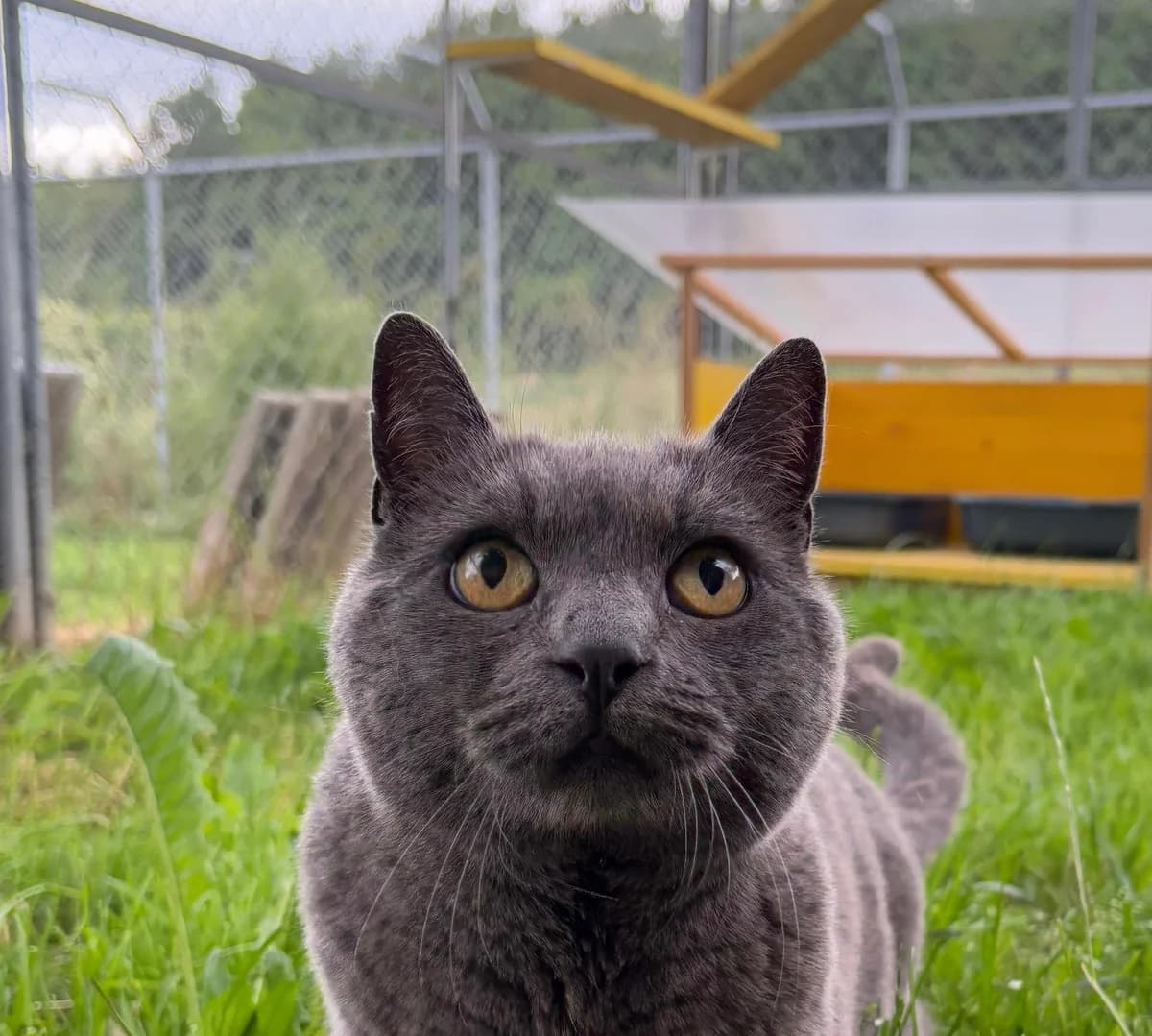 Guizmo,  senior Mixed Breed for adoption at Ligue Vaudoise pour la Défense des Animaux — La Maison des Chats