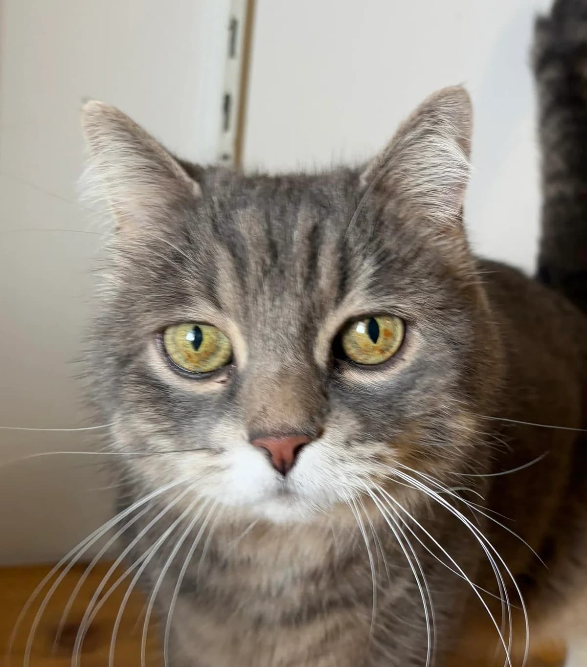 Harry, male senior Mixed Breed for adoption at Ligue Vaudoise pour la Défense des Animaux — La Maison des Chats