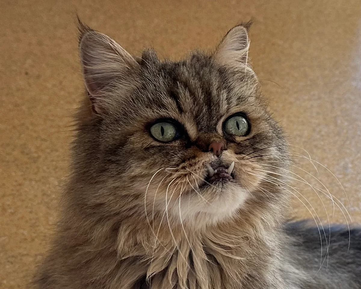 Iago, Mixed Breed (Ligue Vaudoise pour la Défense des Animaux — La Maison des Chats)