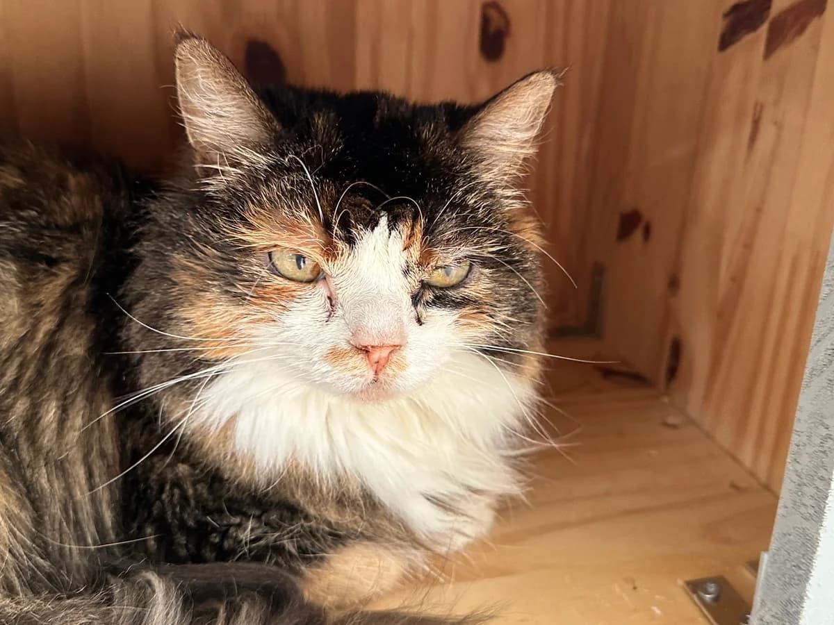 Karma, female senior Mixed Breed for adoption at Ligue Vaudoise pour la Défense des Animaux — La Maison des Chats