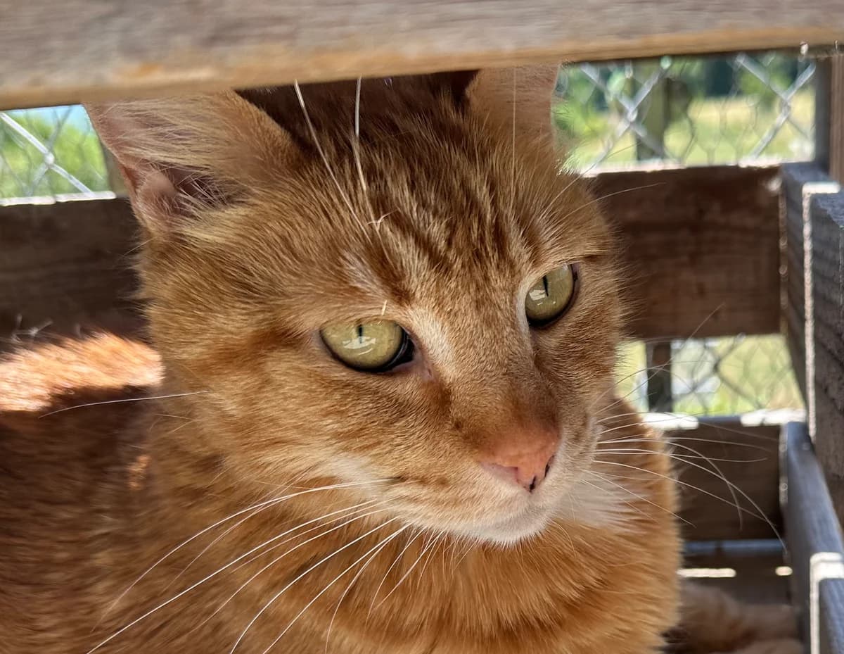 Lionel, male senior Mixed Breed for adoption at Ligue Vaudoise pour la Défense des Animaux — La Maison des Chats