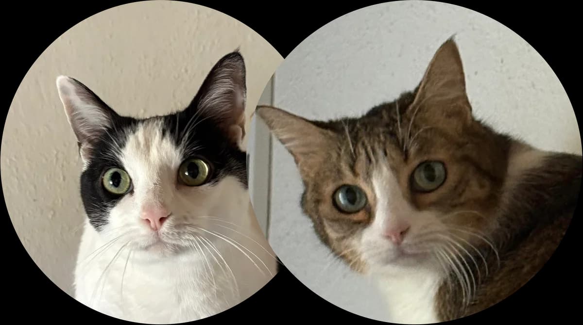 Lopy et Ximi, female senior Mixed Breed for adoption at Ligue Vaudoise pour la Défense des Animaux — La Maison des Chats