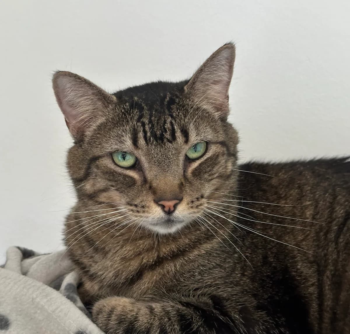 Louie, male senior Mixed Breed for adoption at Ligue Vaudoise pour la Défense des Animaux — La Maison des Chats