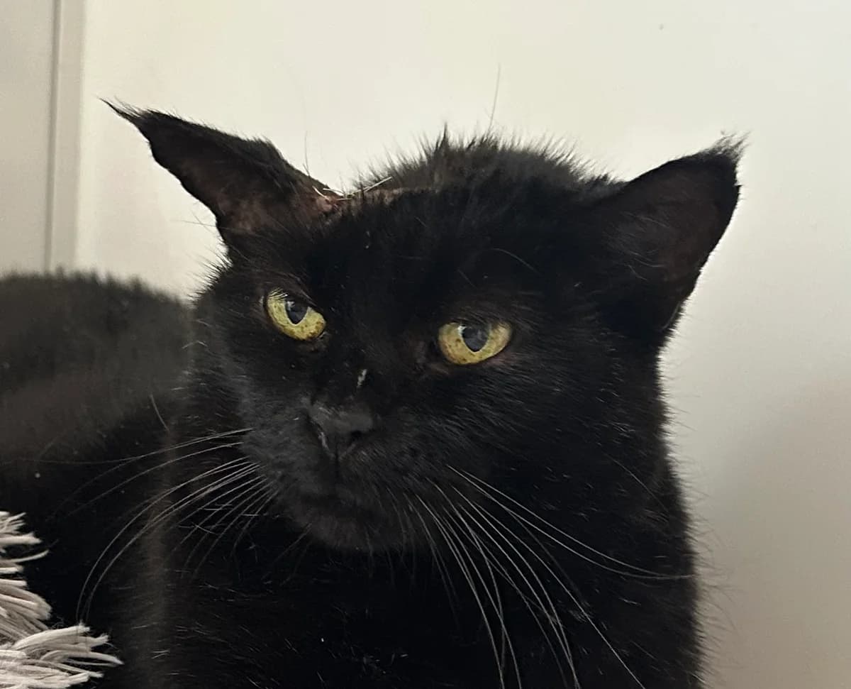 Loulou, senior Mixed Breed for adoption at Ligue Vaudoise pour la Défense des Animaux — La Maison des Chats